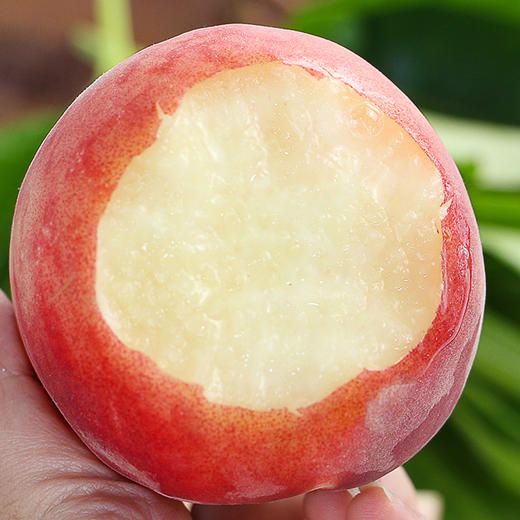 【山东·沂蒙】红皮水蜜桃 品质毛桃 现吃脆甜水蜜桃 基地直发 商品图3