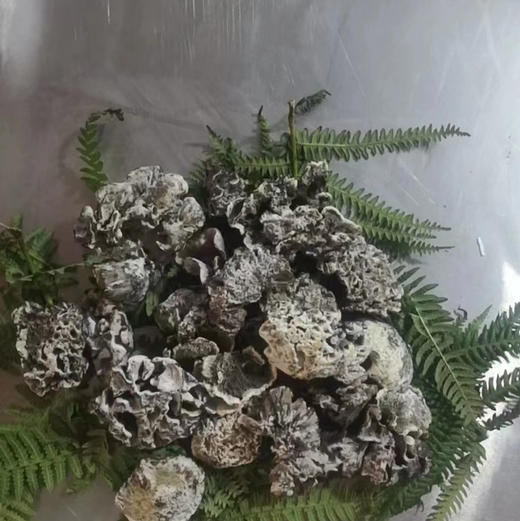 云南 美味菌子【时令尝鲜】 商品图12