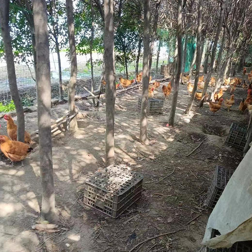 奔牛沈小亚农场 童子鸡 净重1.5-1.8斤左右 商品图3