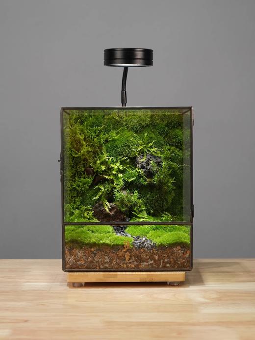 森林苔藓微景观生态缸桌面植物苔藓绿植小盆栽 商品图0