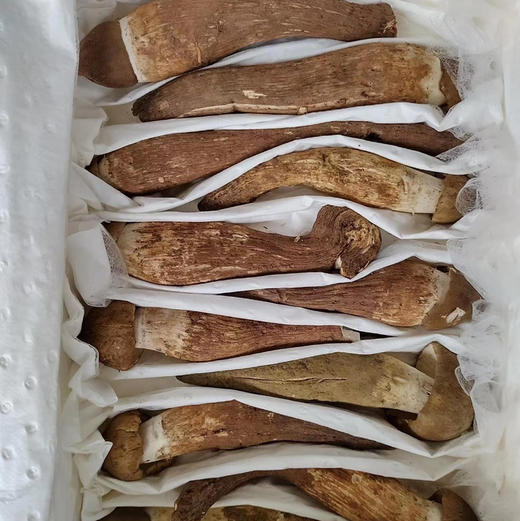 云南 美味菌子【时令尝鲜】 商品图5