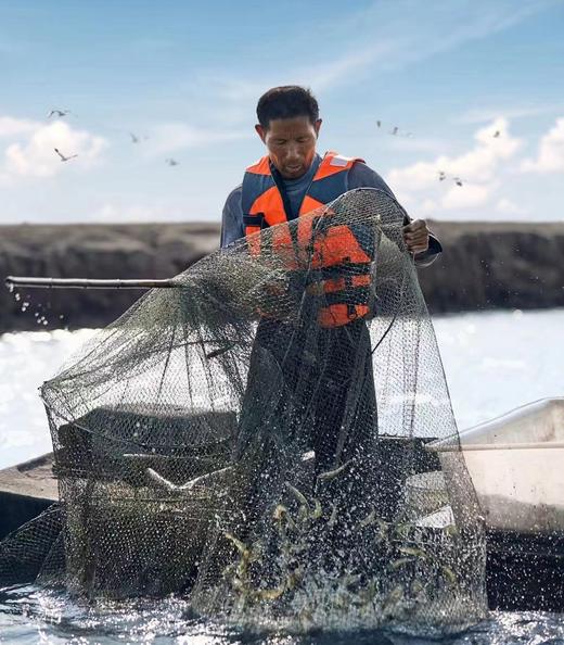 俏虾客盐田虾生虾 400g/盒 商品图4