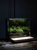 森林苔藓微景观生态缸桌面植物苔藓绿植小盆栽 商品缩略图3