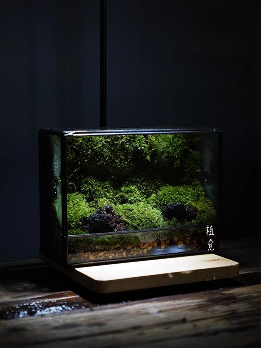 森林苔藓微景观生态缸桌面植物苔藓绿植小盆栽 商品图3