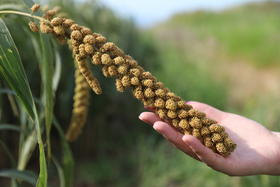 三舅家2025新小米 沂蒙山农家自己吃的小米 自然农法  无化肥农药