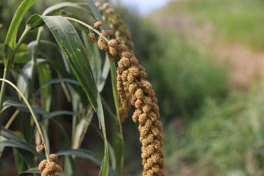 三舅家2025新小米 沂蒙山农家自己吃的小米 自然农法  无化肥农药 商品图2