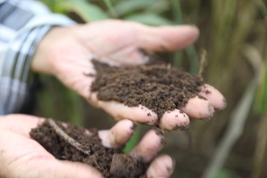 三舅家2025新小米 沂蒙山农家自己吃的小米 自然农法  无化肥农药 商品图3