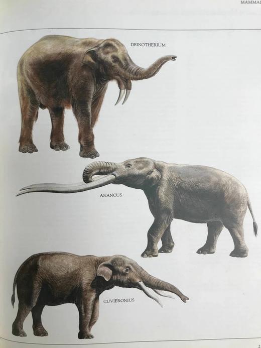 恐龙与史前动物图解百科全书 约千幅彩色插图 精装大16开 商品图14