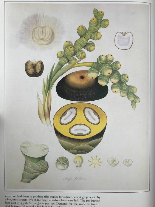 植物世界的艺术 64幅彩色250幅黑白插图 精装大16开 商品图11