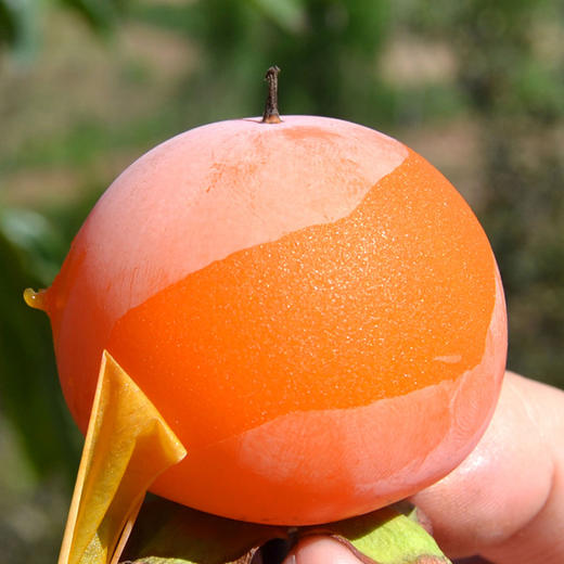 【陕西·临潼】火晶柿子 新鲜软甜柿子 自然熟现摘火晶柿子红软糯甜柿子 商品图3