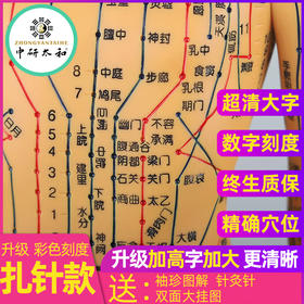 中医针灸穴位图人体模型教学男女全身十二经络小皮人针灸数字定位