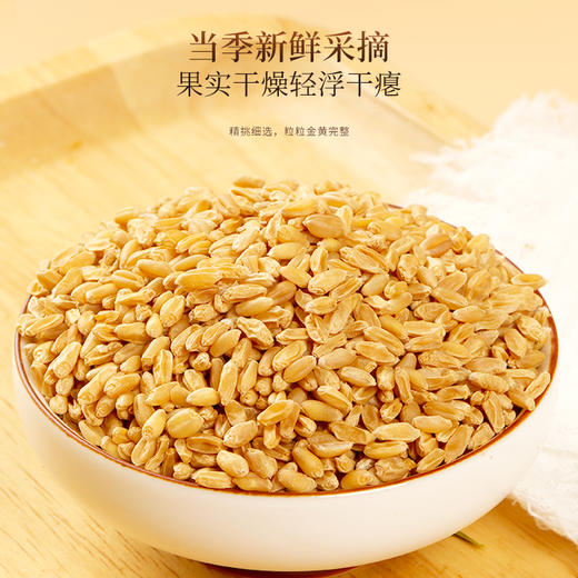 福东海 浮小麦500g 泡水煮水浮小麦干货 上浮率高 精选浮小麦茶原材料 商品图1