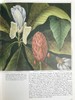 植物世界的艺术 64幅彩色250幅黑白插图 精装大16开 商品缩略图7
