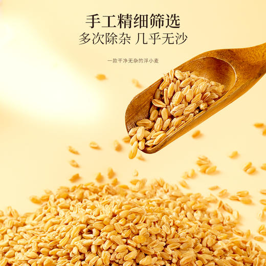 福东海 浮小麦500g 泡水煮水浮小麦干货 上浮率高 精选浮小麦茶原材料 商品图2