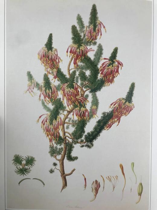 植物世界的艺术 64幅彩色250幅黑白插图 精装大16开 商品图14