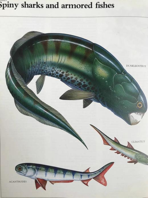 恐龙与史前动物图解百科全书 约千幅彩色插图 精装大16开 商品图11