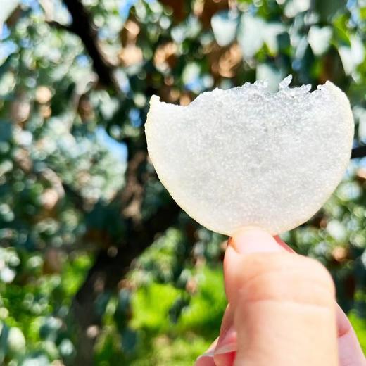 生态赵县皇冠梨  |  合作生产 | 基地直发包邮*Ecological Crown Pear 商品图1