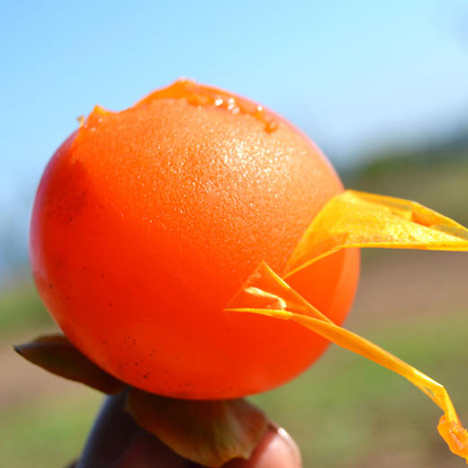 【陕西·临潼】火晶柿子 新鲜软甜柿子 自然熟现摘火晶柿子红软糯甜柿子 商品图2