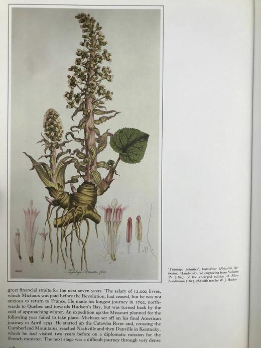 植物世界的艺术 64幅彩色250幅黑白插图 精装大16开 商品图6