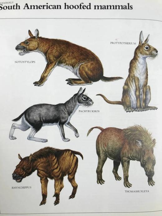 恐龙与史前动物图解百科全书 约千幅彩色插图 精装大16开 商品图13