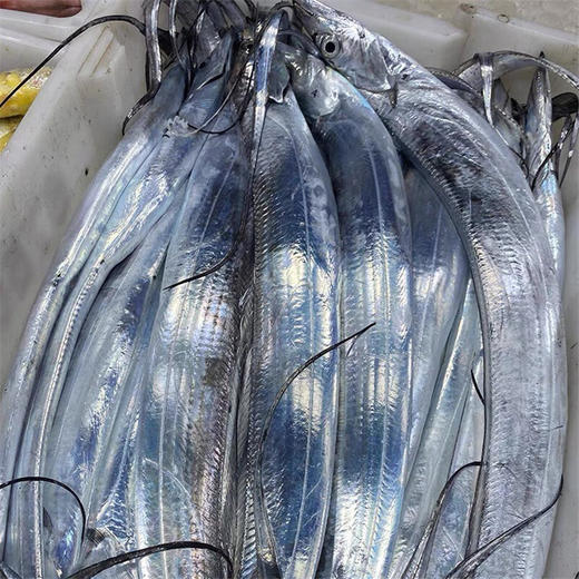 舟山冰鲜带鱼整条 250-300g/条 商品图1