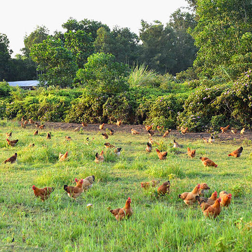 【整鸡未切】正宗海南文昌鸡1kg/整只丨去掉鸡内脏丨京东/顺丰包邮FX- A-2393 商品图3