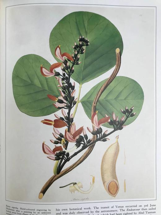 植物世界的艺术 64幅彩色250幅黑白插图 精装大16开 商品图10