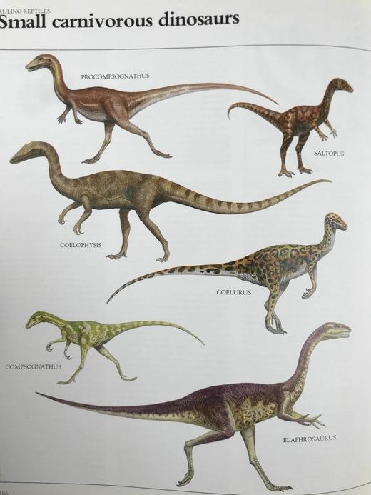 恐龙与史前动物图解百科全书 约千幅彩色插图 精装大16开 商品图7