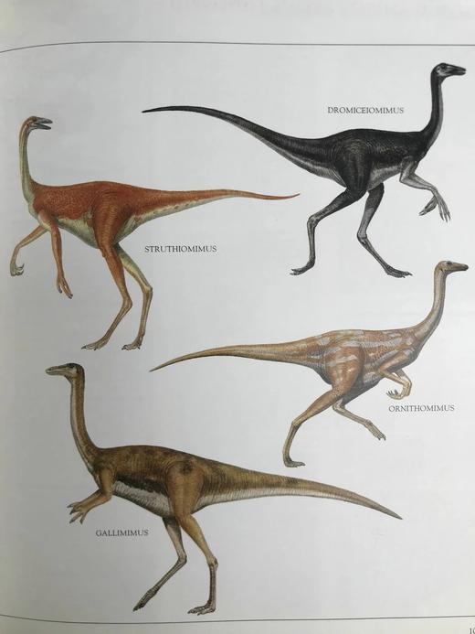恐龙与史前动物图解百科全书 约千幅彩色插图 精装大16开 商品图6