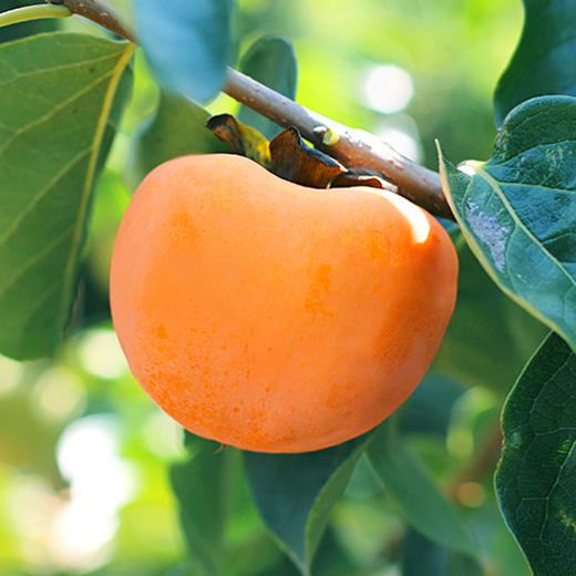 【陕西·临潼】火晶柿子 新鲜软甜柿子 自然熟现摘火晶柿子红软糯甜柿子 商品图1