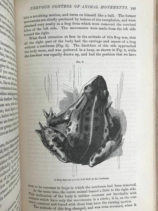 1872年5月-10月 大众科学月刊 数十幅版画插图 真皮精装18开 商品图8