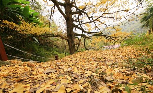 金秋醉美湖北大别山——银杏染荆楚 ，红叶正当时...随州大洪山、千年古银杏、大悟红叶海、罗田圣人堂、河西畈水上红叶、天堂湖湿地、马鬃岭秋色8天行摄之旅 商品图2