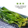 东山岛海带苗 400g/袋 鲜采嫩苗 口感脆爽 商品缩略图10