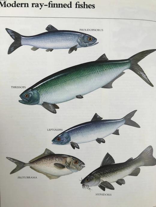 恐龙与史前动物图解百科全书 约千幅彩色插图 精装大16开 商品图9