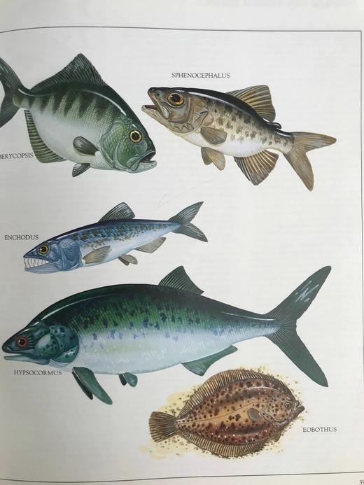 恐龙与史前动物图解百科全书 约千幅彩色插图 精装大16开 商品图8