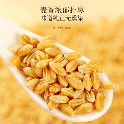 福东海 浮小麦500g 泡水煮水浮小麦干货 上浮率高 精选浮小麦茶原材料 商品图3