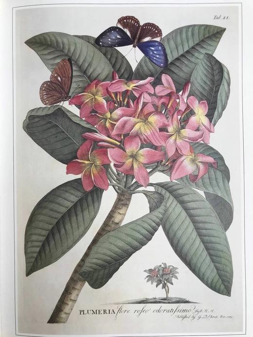植物世界的艺术 64幅彩色250幅黑白插图 精装大16开 商品图13
