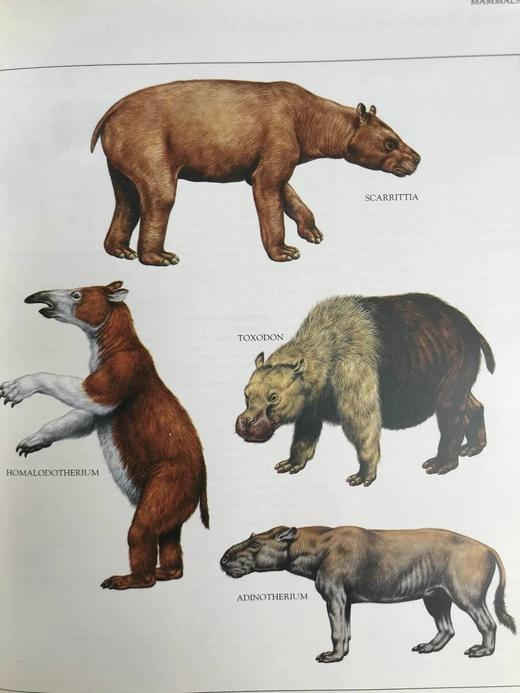 恐龙与史前动物图解百科全书 约千幅彩色插图 精装大16开 商品图12