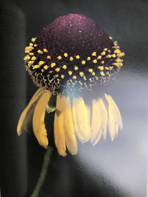 奥杜邦协会野花之书 数百幅彩色插图 精装大16开 商品图14