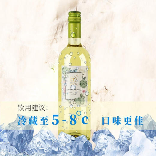 【智利原瓶进口】 酒窖直发 天帕长相思干白葡萄酒13度750ml*6/箱 商品图4