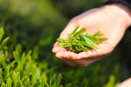 【五一亲子】铁定有票,婺源景德镇\仙境三清山\篁岭\陶瓷研学\云梯人家|6~12岁亲子 商品图1