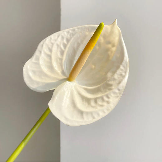 白掌 10支/盒 以实物为准 云南基地发货（价格已包含包装费用） 运费以实际为准，多退少补。 商品图2