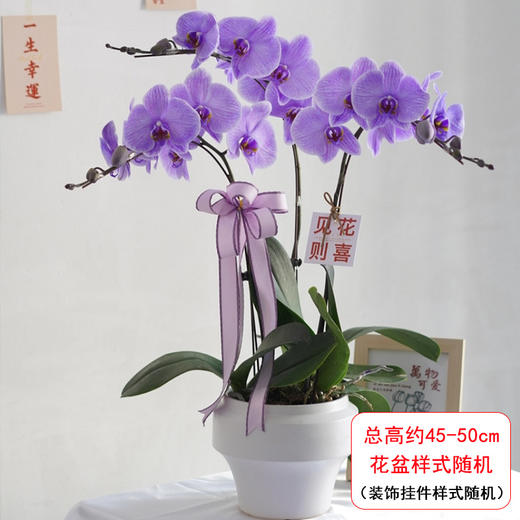 蓝色紫色蝴蝶兰盆栽马卡龙吸色蝴蝶兰真花植物高级感室内客厅玄关前台盆景生日祝福送礼 商品图8