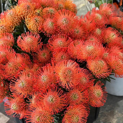 针垫花 1支/扎 以实物为准 云南基地发货（价格已包含包装费用） 运费以实际为准，多退少补。 商品图2