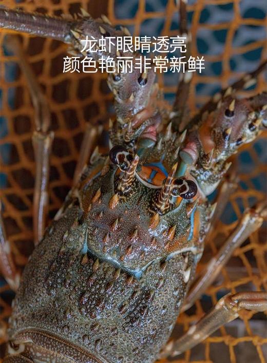 【福建】东山岛野生小青龙 深海捕捞 鲜活速冻 商品图5