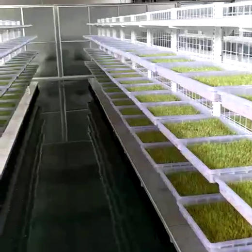 有机麦芽汁（12罐/箱） 商品图3