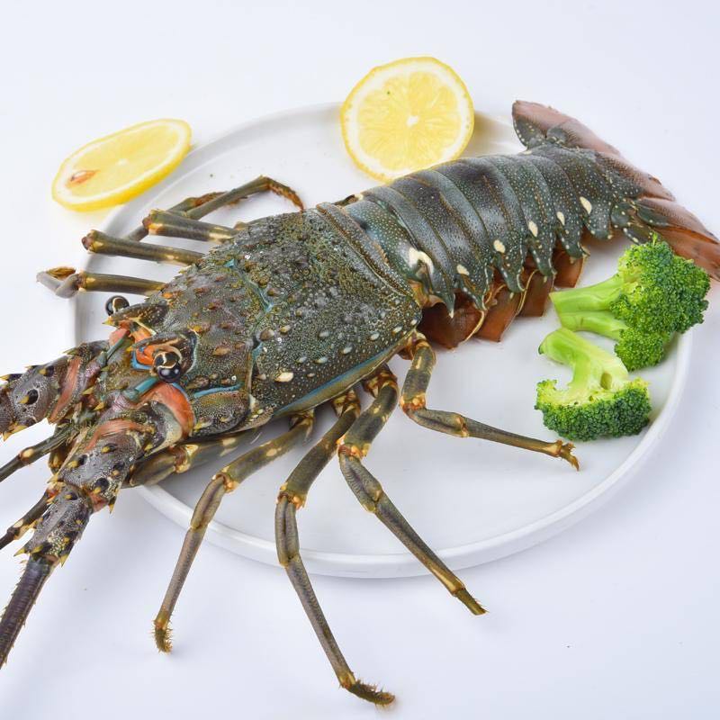 【福建】东山岛野生小青龙 深海捕捞 鲜活速冻