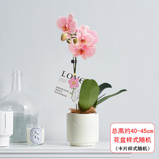 蓝色紫色蝴蝶兰盆栽马卡龙吸色蝴蝶兰真花植物高级感室内客厅玄关前台盆景生日祝福送礼 商品图5