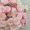 多头玫瑰 折射 10支/扎 云南基地发货 （价格已包含包装费用） 运费以实际为准，多退少补。 商品缩略图4