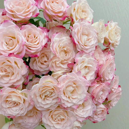 多头玫瑰 折射 10支/扎 云南基地发货 （价格已包含包装费用） 运费以实际为准，多退少补。 商品图4